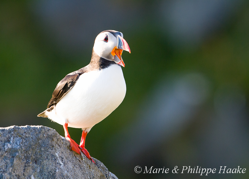 Macareux 8730.jpg - Macareux moine, Fratercula arctica, Atlantic Puffin (Norvège, juin 2012)
